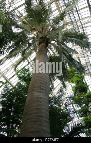 Chilenische Honigpalme, Jubaea chilensis Stockfoto