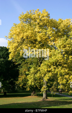 Goldene Esche Fraxinus Excelsior Aurea Stockfoto