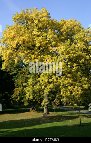 Goldene Esche, Fraxinus Excelsior Aurea Stockfoto