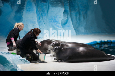 Polaria Aquarium, Tromsø, Norwegen, füttern die Bartrobben Stockfoto