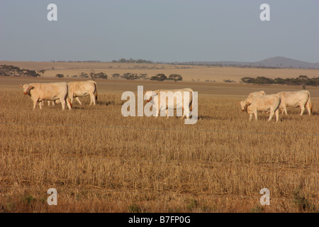 Rinder grasen auf der Eyre-Halbinsel Stockfoto
