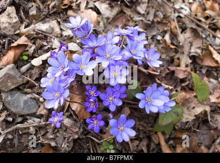 blauen, violetten Blüten des Hepatica Nobilis Tschechien Stockfoto