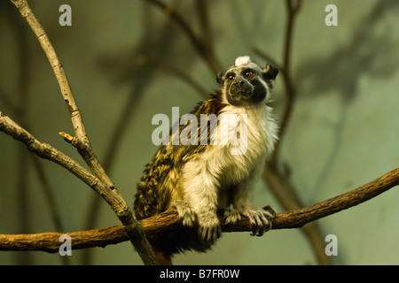 Ein Geoffroy Tamarin ist im Bronx Zoo in New York gesehen. Stockfoto