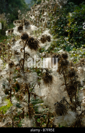 Spear Thistle Seedheads Cirsium vulgare, Wales, Großbritannien. Stockfoto