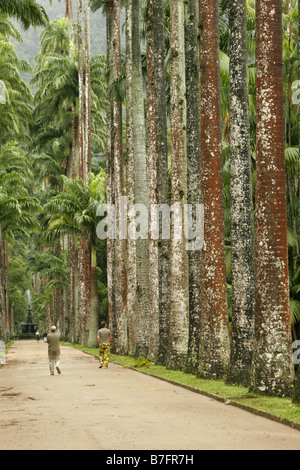 Allee der Palmen im Botanischen Garten genommen kann Rio de Janeiro Brasilien Stockfoto