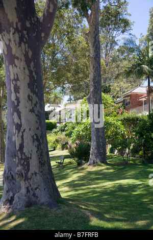 gefleckte Eukalyptusbäume, Sydney, Australien Stockfoto