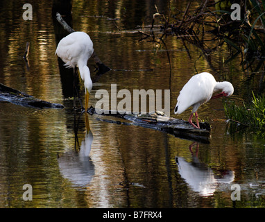 Zwei große Reiher (Ardea Alba) thront auf einem Baumstamm, genießen Sie einen Snack am Nachmittag in die Bayou (in der Nähe von Lafayette, Louisiana). Stockfoto