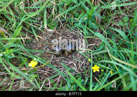 Nest und Eiern von einem White-winged schwarz Seeschwalbe (Chlidonias Leucopterus) Stockfoto