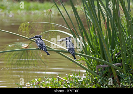 Zwei Trauerschnäpper Eisvögel Ceryle Rudis auf Papyrus Lake Naivasha, Kenia Stockfoto