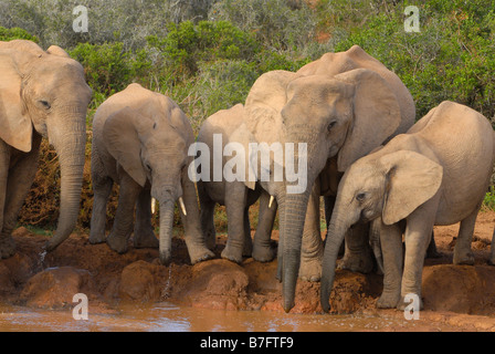 Herde von afrikanischen Elefanten Trinkwasser an Marion Baree Wasserstelle im Addo Elephant National Park, Eastern Cape, Südafrika Stockfoto