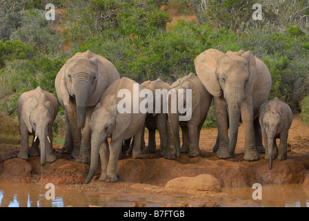 Herde von afrikanischen Elefanten Trinkwasser an Marion Baree Wasserstelle im Addo Elephant National Park, Eastern Cape, Südafrika Stockfoto