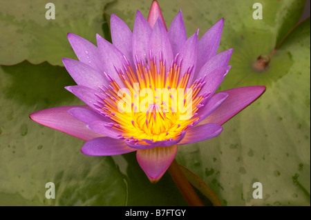 Eine einzelne rosa Lotusblüte. Stockfoto