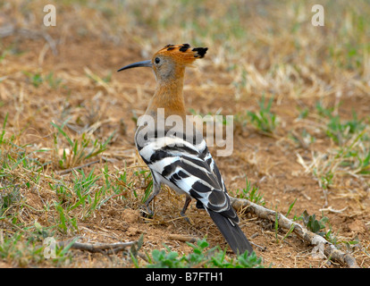 Afrikanische Wiedehopf Vogel auf der Suche nach Insekten auf dem Boden in Addo Elephant National Park, Südafrika Stockfoto