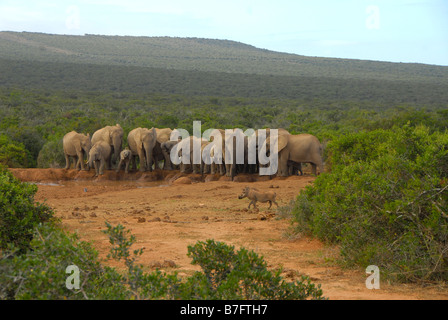 Herde von afrikanischen Elefanten Trinkwasser an Marion Baree Wasserstelle im Addo Elephant National Park, Eastern Cape, Südafrika Stockfoto