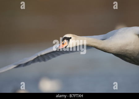 Höckerschwan Cygnus Olor Schwäne fliegen Stockfoto