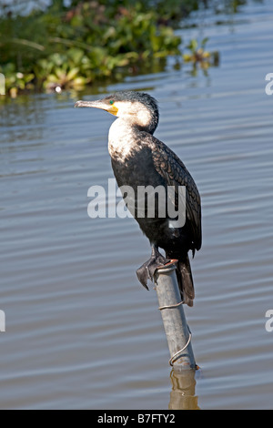 Weißen Brüsten Kormoran Phalacrocorax Lucidus hocken auf Post See Naivaha Kenia Stockfoto