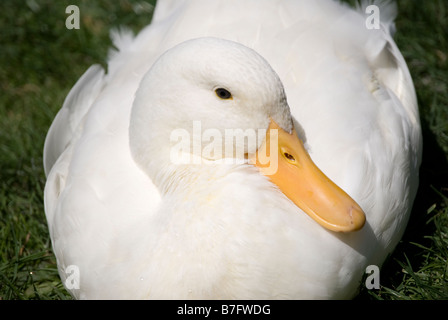 Weiße crested Anruf Ente, Mona Vale Homestead, Fendalton Road, Fendalton, Christchurch, Canterbury, Neuseeland Stockfoto