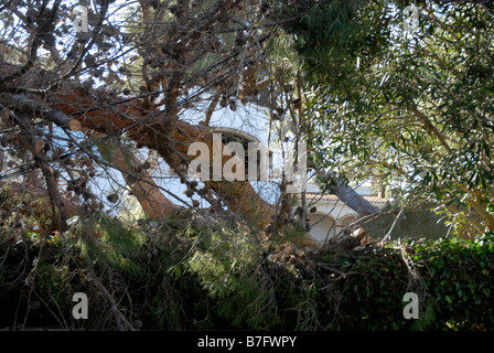 Baum auf Haus, Hurrikan Kraft Winde, Jan. 2009, Javea, Provinz Alicante, Comunidad Valenciana, Spanien gefallen Stockfoto