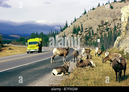 Jasper Nationalpark, Kanadische Rockies, Alberta, Kanada - Dickhornschaf (Ovis Canadensis), Yellowhead Highway 16, Tier Gefahr Stockfoto