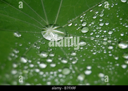 Nahaufnahme von Regen Wassertropfen auf einem Blatt Stockfoto