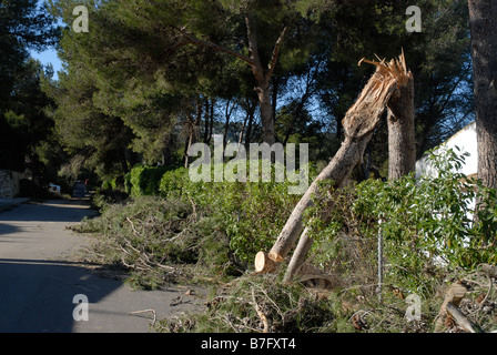 Kiefer Baumstamm schnappte im Orkan Windstärke, Provinz Alicante, Comunidad Valenciana, Javea, Spanien Stockfoto