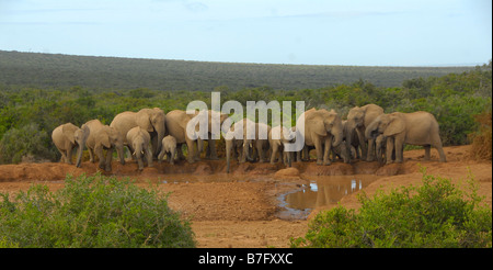 Herde von afrikanischen Elefanten Trinkwasser an Marion Baree Wasserstelle im Addo Elephant National Park, Eastern Cape, Südafrika Stockfoto