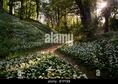Muehl Copse Bärlauch Isle Of Wight Stockfoto