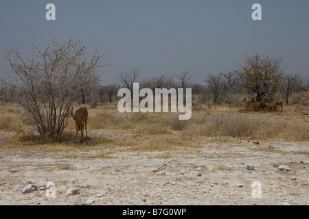 Schwarz konfrontiert Impala schützt vor Hitze im Schatten der Dornenbusch Stockfoto