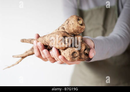 Organische Pastinake PASTINACA SATIVA, freshlly aus dem heimischen Garten abgeholt Stockfoto