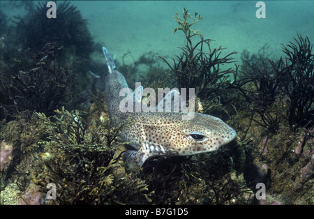 Dornhai oder Seekatze, Scyliorhinus Canicula, liegend auf einem felsigen Riff Stockfoto