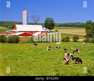 Bauernhaus auf Ackerland und Kühe in Nova Scotia, Kanada. Stockfoto