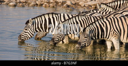 Zebras am Wasserloch im Licht des frühen Morgens trinken Stockfoto