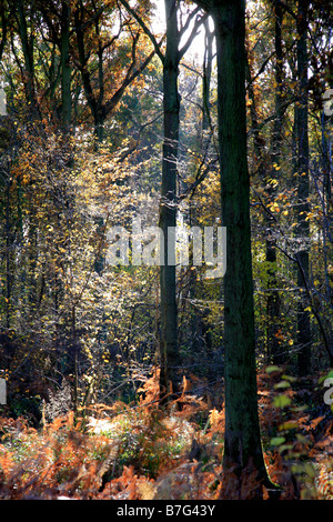 Kiefer Bäume Herbst Farben englischer Wald Thetford Wald Forstwirtschaft Kommission Breckland Norfolk County East Anglia England UK Stockfoto