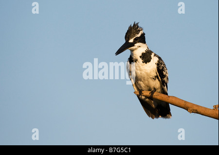 Ceryle rudis. Weibliche Pied Kingfisher thront auf einem Stick über einen Brunnen in der indischen Landschaft. Andhra Pradesh, Indien Stockfoto