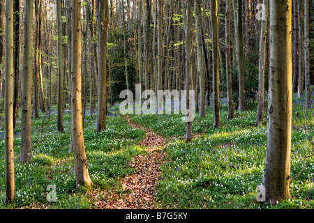 Glockenblumen in Woodhouse Wäldchen, Isle Of Wight Stockfoto