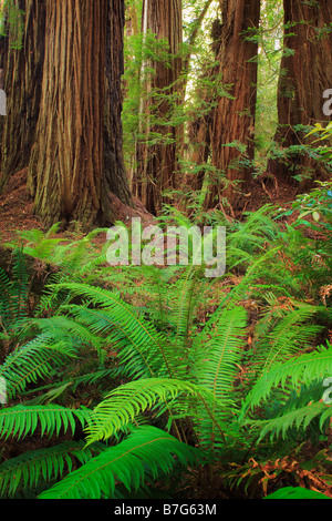 Redwoods und Schwert Farne im Redwood National Park, Kalifornien Stockfoto