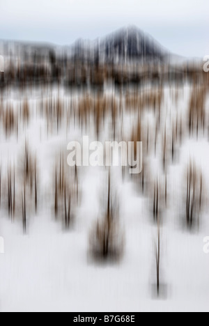 Bäume im Schnee in der Nähe von Reykjahlið Mývatn Island (bewusste Bewegung der Kamera) Stockfoto