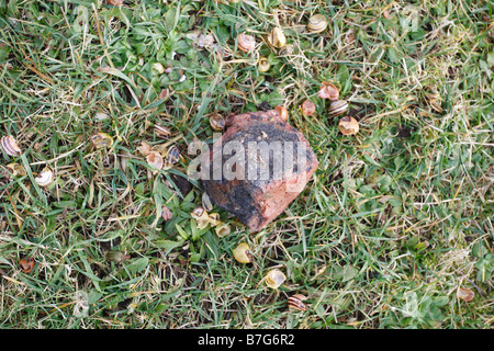 SINGDROSSEL Turdus Philomelos Amboss umgeben von BROKEN SCHNECKENHÄUSER Stockfoto