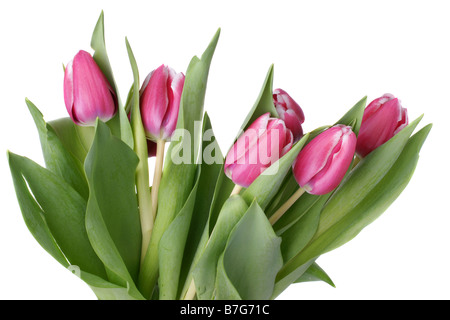 Handvoll frische rosa Tulpen auf weißem Hintergrund Stockfoto