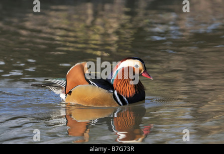 Männliche Mandarinente Aix galericulata Stockfoto