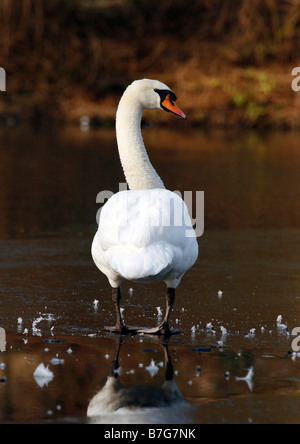 Ein Schwan steht stolz auf dem Eis eines Teiches Stockfoto