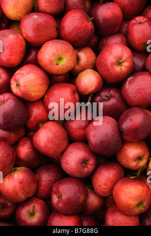 Äpfel zum Verkauf an einen Obstgarten Michigan in den USA. Stockfoto