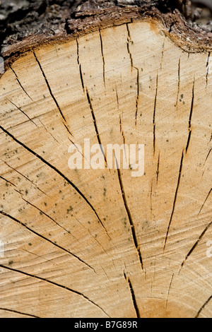 Baum-Querschnitt von vor kurzem Baum zeigt Alter Ringe und Rinde Stockfoto