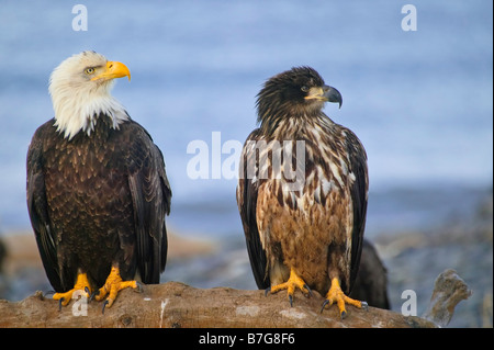 Ein junger (braunen Kopf) und eine ältere Weißkopf-Seeadler (Haliaeetus Leucocephalus) sitzen auf einem alten Baum vor Blauwasser Hintergrund. Stockfoto