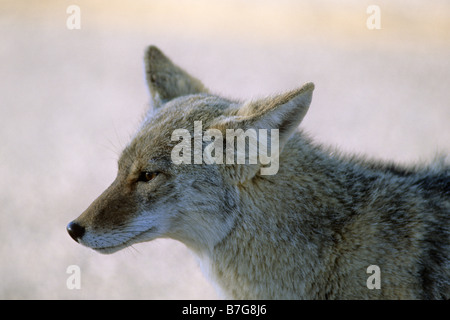 Profil von einem Kojoten (Canis Latrans) in Joshua Tree Nationalpark, Kalifornien, USA. Stockfoto