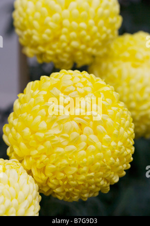 Gelbe Chrysantheme "Laurie Fitton" Stockfoto