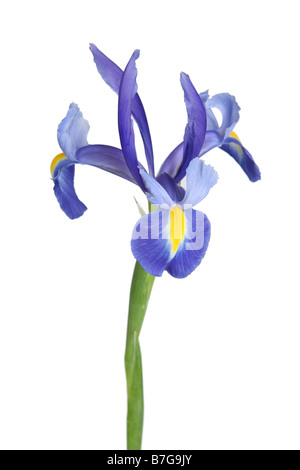 Violette Iris Blume Ausschneiden auf weißem Hintergrund Stockfoto