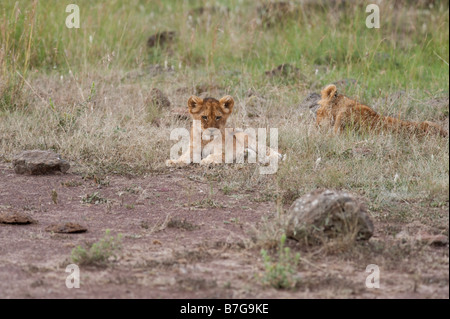 Zwei drei Monate alten Löwenbabys Stockfoto