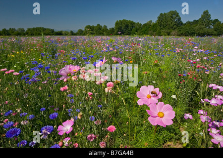 Eine Biene auf eine der Blumen von einer Brache in voller Blüte.  Abeille Se posant Sur Une Fleur Dans Une Jachère Fleurie. Stockfoto