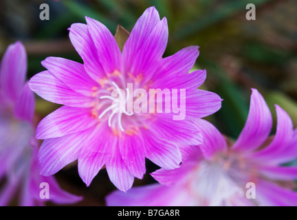 Lewisia Rediviva Stockfoto